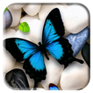 Butterfly Wallpapers