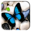 ”Butterfly Wallpapers