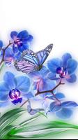 Butterfly Wallpaper HD Affiche