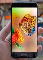 Butterfly Wallpapers Affiche