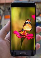 Butterfly Wallpapers captura de pantalla 1