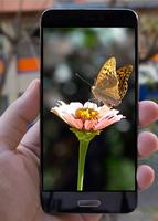 Butterfly Wallpapers syot layar 2