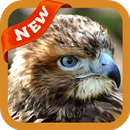 Buzzard Wallpaper APK