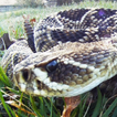 Snakebite