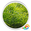Hierba Real Live Wallpaper