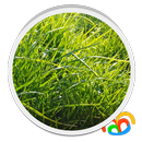 APK Grass Real Live Wallpaper