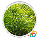 Grass Real Live Wallpaper aplikacja