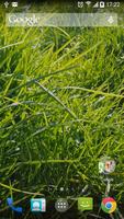 Herbe Real Live Wallpaper Affiche
