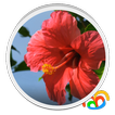 Flor Roja Real Live Wallpaper
