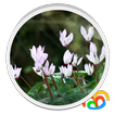 Flores Reales Live Wallpaper