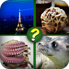 Guess The Picture Quiz: The Image Guessing Quest icône