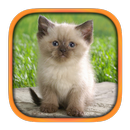 Cat Breeds APK