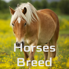 Horses Dictionary ícone