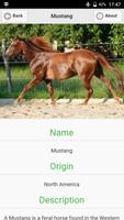 Horses Dictionary imagem de tela 2