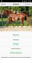 Horses Dictionary скриншот 2