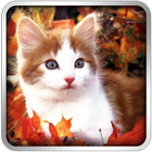 Cats Wallpaper icon