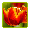 Tulips Puzzle