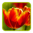 Tulips Puzzle icon