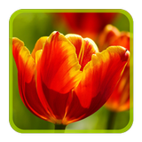 Tulips Puzzle icône