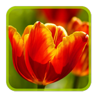 Tulips Puzzle أيقونة