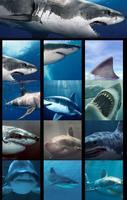 sharks wallpaper Affiche