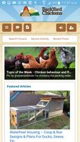 BackYard Chickens Affiche