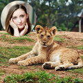Wild Animal Live Frames