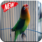 Kicau Suara Burung Lovebird MP3 icône