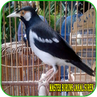 Icona Master Burung Jakal Suren MP3