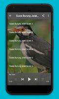 Master Burung Jakal Suren MP3 syot layar 2