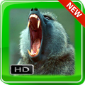 Baboon Walpaper
