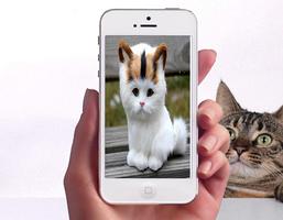 Baby Cat Wallpapers plakat