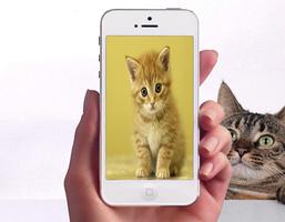 Baby Cat Wallpapers ภาพหน้าจอ 1