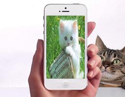 Baby Cat Wallpapers screenshot 2