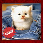 ikon Sweet Baby Cat Image