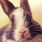 baby bunny wallpaper icône