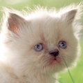 Lwp Baby Kittens