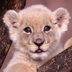 baby lion wallpapers free