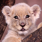 baby lion wallpapers free আইকন