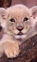 baby lion wallpapers free পোস্টার