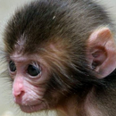 baby monkey live wallpaper APK