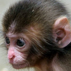 baby monkey live wallpaper آئیکن