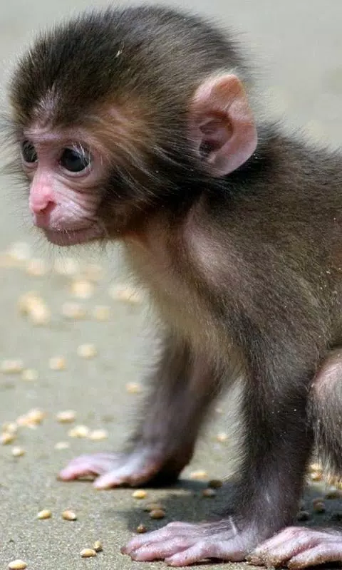 Baby Monkey Wallpaper