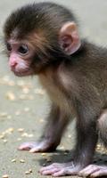 baby monkey live wallpaper পোস্টার