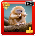 Baby Monkey Wallpapers ไอคอน