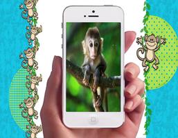 Baby Monkey Wallpapers Affiche