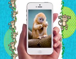 Baby Monkey Wallpapers تصوير الشاشة 2