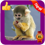 Baby Monkey Photo Frames icône