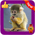 Baby Monkey Photo Frames-icoon