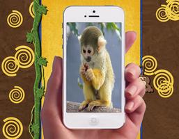 Baby Monkey Photo Frames โปสเตอร์